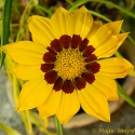 Big Yellow Flower