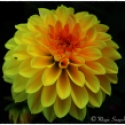 Yellow Flower in Dark