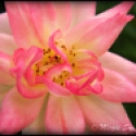 Pink-Yellowish Flower